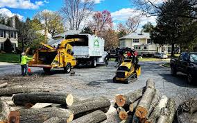 Best Tree Disease Treatment  in Orrville, OH